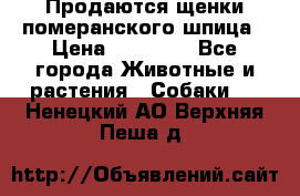 Продаются щенки померанского шпица › Цена ­ 45 000 - Все города Животные и растения » Собаки   . Ненецкий АО,Верхняя Пеша д.